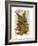 Vintage Fern: Species Ludoviciana, Southern Wood Fern-Christine Zalewski-Framed Art Print