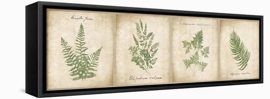 Vintage Ferns - 4 Image Panel-Wild Apple Portfolio-Framed Stretched Canvas