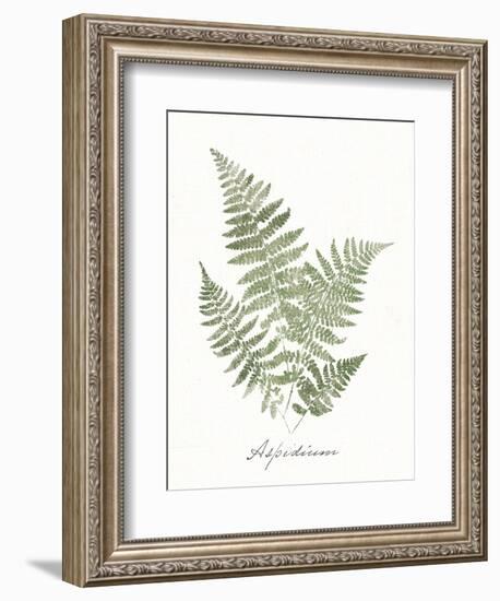 Vintage Ferns IX no Border White-Wild Apple Portfolio-Framed Art Print