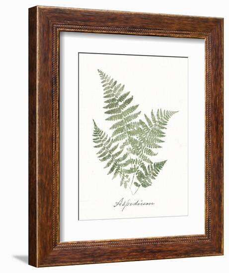 Vintage Ferns IX no Border White-Wild Apple Portfolio-Framed Art Print