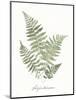 Vintage Ferns IX no Border White-Wild Apple Portfolio-Mounted Art Print