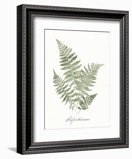 Vintage Ferns IX no Border White-Wild Apple Portfolio-Framed Art Print