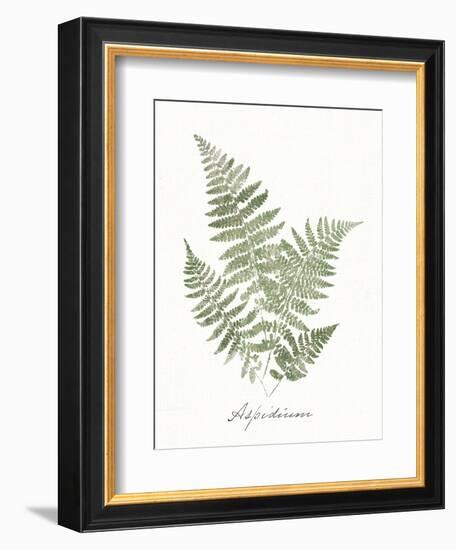 Vintage Ferns IX no Border White-Wild Apple Portfolio-Framed Art Print