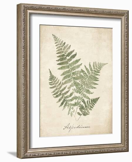 Vintage Ferns IX-Hugo Wild-Framed Art Print