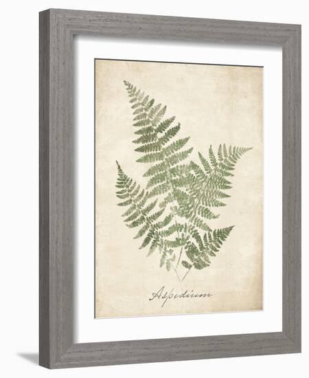 Vintage Ferns IX-Hugo Wild-Framed Art Print