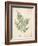 Vintage Ferns IX-Hugo Wild-Framed Art Print