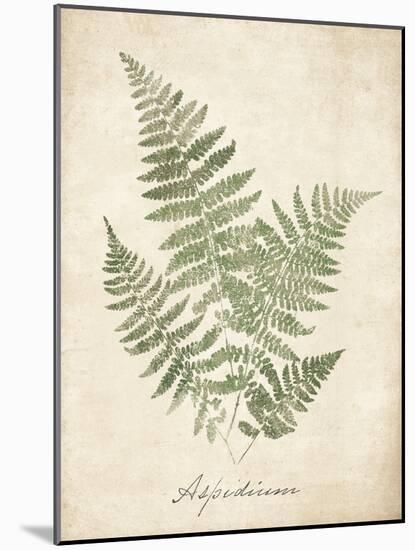 Vintage Ferns IX-Hugo Wild-Mounted Art Print