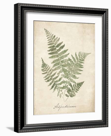 Vintage Ferns IX-Hugo Wild-Framed Art Print