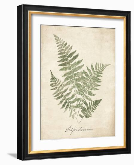 Vintage Ferns IX-Hugo Wild-Framed Art Print