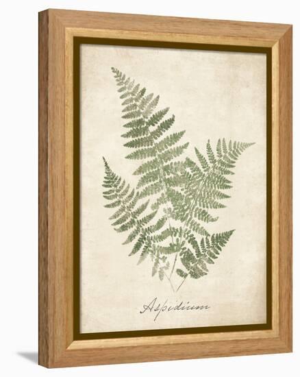 Vintage Ferns IX-Hugo Wild-Framed Stretched Canvas