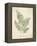 Vintage Ferns IX-Hugo Wild-Framed Stretched Canvas