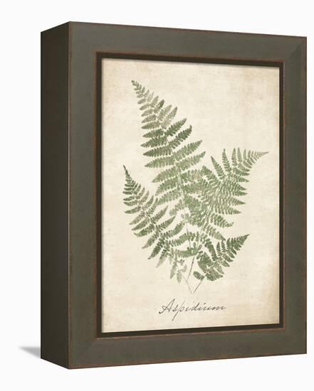 Vintage Ferns IX-Hugo Wild-Framed Stretched Canvas