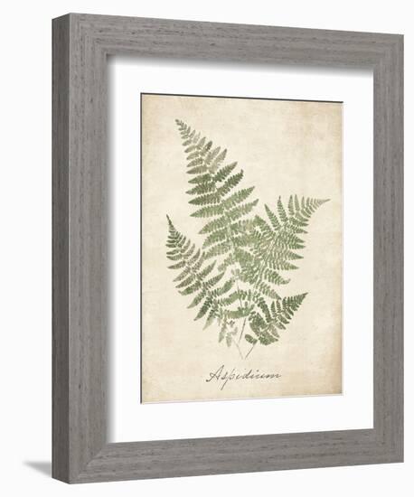 Vintage Ferns IX-Hugo Wild-Framed Premium Giclee Print