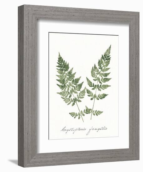 Vintage Ferns VII no Border White-Wild Apple Portfolio-Framed Art Print