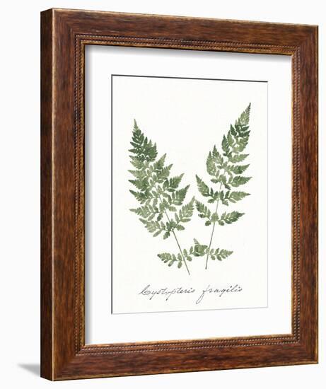 Vintage Ferns VII no Border White-Wild Apple Portfolio-Framed Art Print