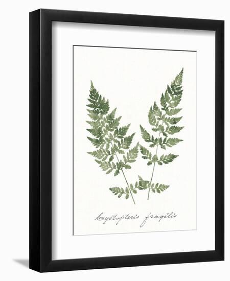 Vintage Ferns VII no Border White-Wild Apple Portfolio-Framed Art Print