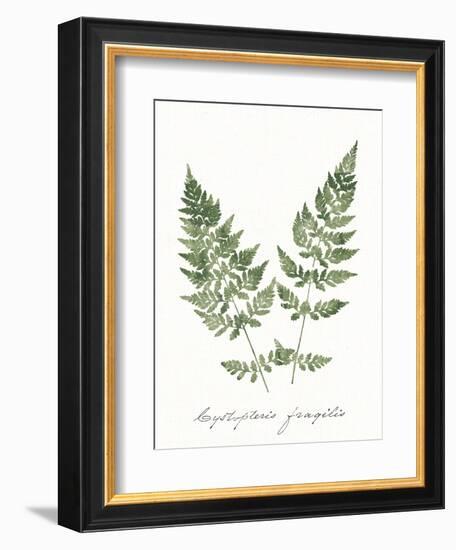 Vintage Ferns VII no Border White-Wild Apple Portfolio-Framed Art Print