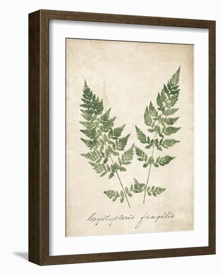 Vintage Ferns VII no Border-Wild Apple Portfolio-Framed Art Print