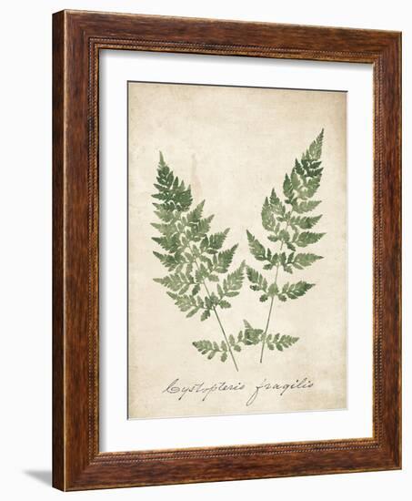 Vintage Ferns VII no Border-Wild Apple Portfolio-Framed Art Print