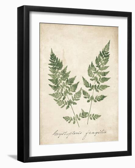 Vintage Ferns VII no Border-Wild Apple Portfolio-Framed Art Print