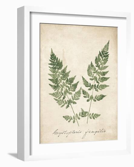 Vintage Ferns VII no Border-Wild Apple Portfolio-Framed Art Print