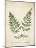 Vintage Ferns VII no Border-Wild Apple Portfolio-Mounted Art Print