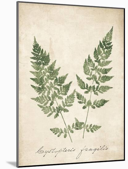 Vintage Ferns VII no Border-Wild Apple Portfolio-Mounted Art Print