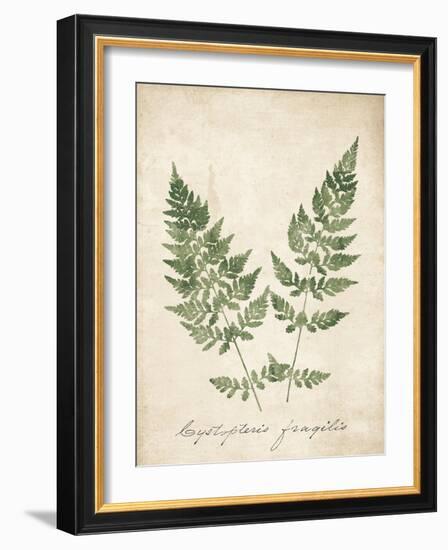 Vintage Ferns VII no Border-Wild Apple Portfolio-Framed Art Print