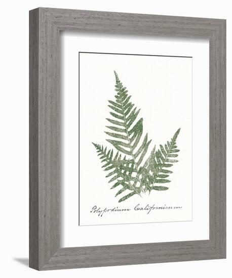 Vintage Ferns XI no Border White-Wild Apple Portfolio-Framed Art Print