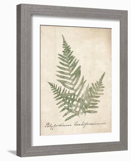 Vintage Ferns XI no Border-Wild Apple Portfolio-Framed Art Print