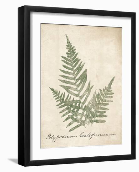 Vintage Ferns XI no Border-Wild Apple Portfolio-Framed Art Print