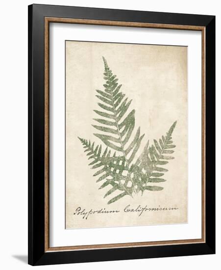 Vintage Ferns XI no Border-Wild Apple Portfolio-Framed Art Print