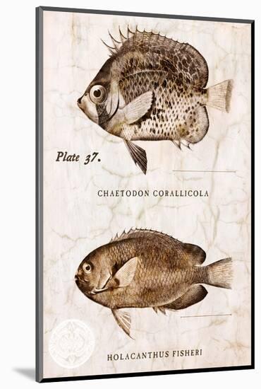 Vintage Fish: Chaetodon Corallicola and Holacanthus Fisheri, Sunburst Butterflyfish and Angelfish-Christine Zalewski-Mounted Premium Giclee Print