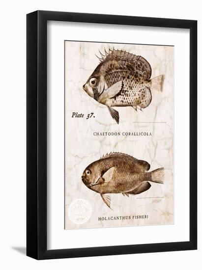 Vintage Fish: Chaetodon Corallicola and Holacanthus Fisheri, Sunburst Butterflyfish and Angelfish-Christine Zalewski-Framed Art Print