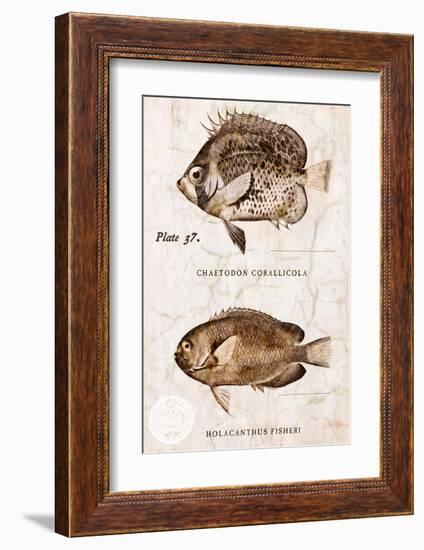 Vintage Fish: Chaetodon Corallicola and Holacanthus Fisheri, Sunburst Butterflyfish and Angelfish-Christine Zalewski-Framed Art Print