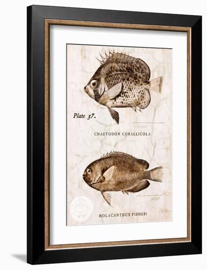 Vintage Fish: Chaetodon Corallicola and Holacanthus Fisheri, Sunburst Butterflyfish and Angelfish-Christine Zalewski-Framed Art Print