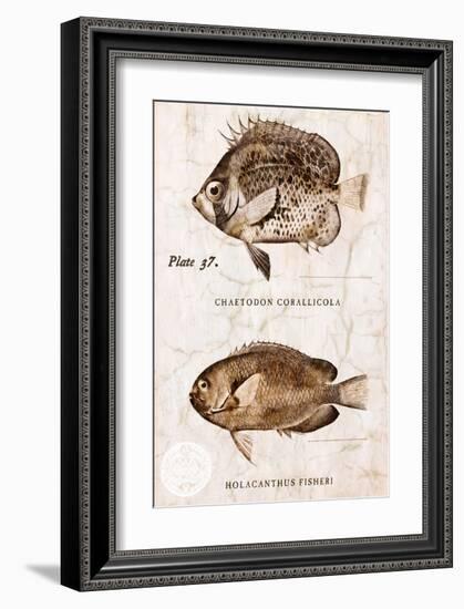 Vintage Fish: Chaetodon Corallicola and Holacanthus Fisheri, Sunburst Butterflyfish and Angelfish-Christine Zalewski-Framed Art Print