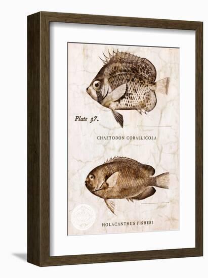 Vintage Fish: Chaetodon Corallicola and Holacanthus Fisheri, Sunburst Butterflyfish and Angelfish-Christine Zalewski-Framed Art Print