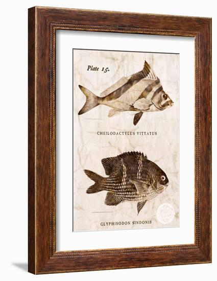 Vintage Fish: Cheilodactylus Vittatus, Morwong and Glyphisodon Sindonis, Damselfish-Christine Zalewski-Framed Art Print