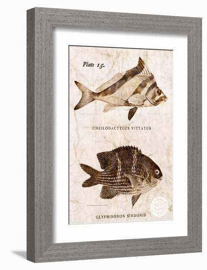 Vintage Fish: Cheilodactylus Vittatus, Morwong and Glyphisodon Sindonis, Damselfish-Christine Zalewski-Framed Art Print