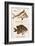 Vintage Fish: Cheilodactylus Vittatus, Morwong and Glyphisodon Sindonis, Damselfish-Christine Zalewski-Framed Art Print