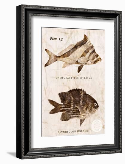 Vintage Fish: Cheilodactylus Vittatus, Morwong and Glyphisodon Sindonis, Damselfish-Christine Zalewski-Framed Art Print