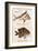 Vintage Fish: Cheilodactylus Vittatus, Morwong and Glyphisodon Sindonis, Damselfish-Christine Zalewski-Framed Art Print