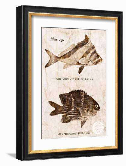 Vintage Fish: Cheilodactylus Vittatus, Morwong and Glyphisodon Sindonis, Damselfish-Christine Zalewski-Framed Art Print