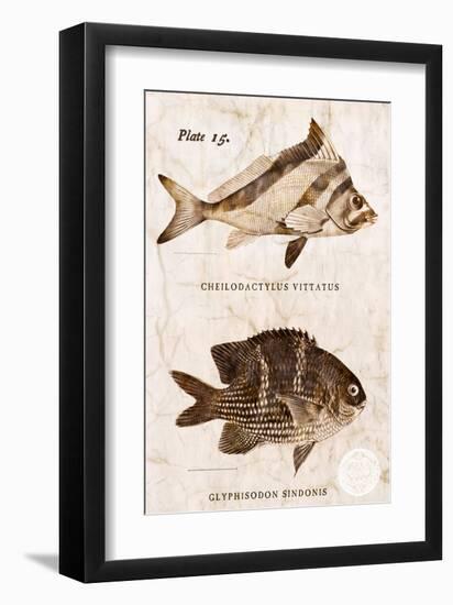 Vintage Fish: Cheilodactylus Vittatus, Morwong and Glyphisodon Sindonis, Damselfish-Christine Zalewski-Framed Art Print