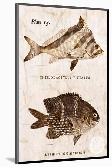 Vintage Fish: Cheilodactylus Vittatus, Morwong and Glyphisodon Sindonis, Damselfish-Christine Zalewski-Mounted Art Print