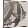 Vintage Fish I-Sparx Studio-Mounted Art Print