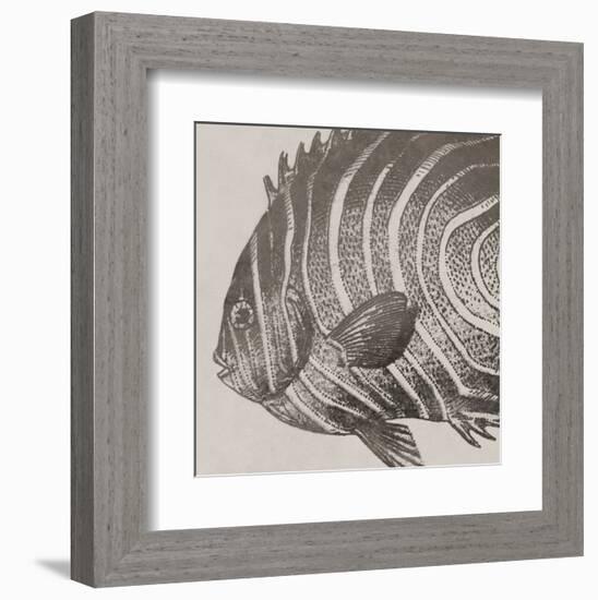 Vintage Fish II-Sparx Studio-Framed Art Print