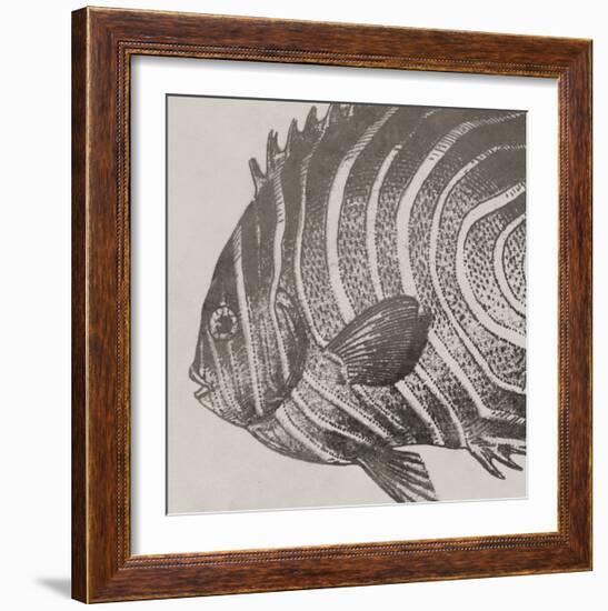 Vintage Fish II-Sparx Studio-Framed Art Print