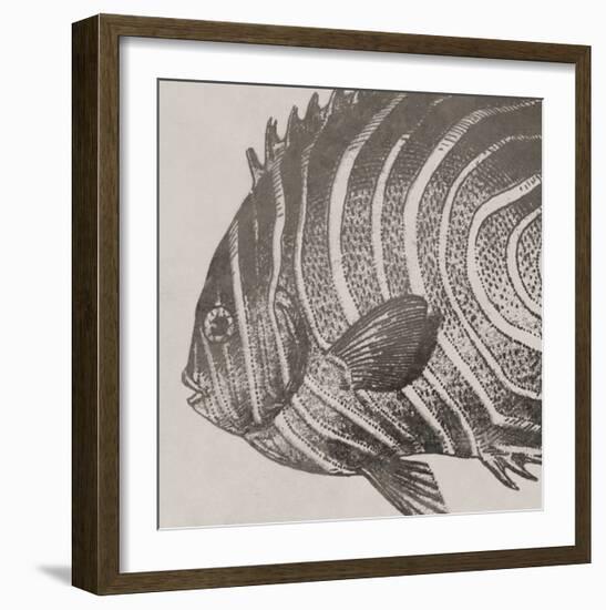 Vintage Fish II-Sparx Studio-Framed Art Print